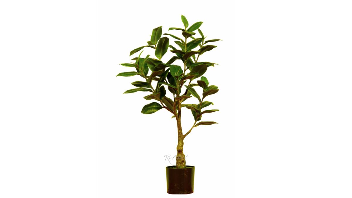 Ficus Elastica Melanie 75cm green